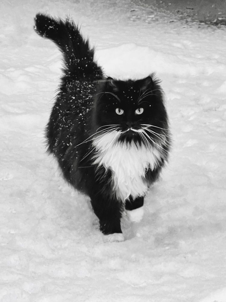 Фотография автора Ирина Мосько