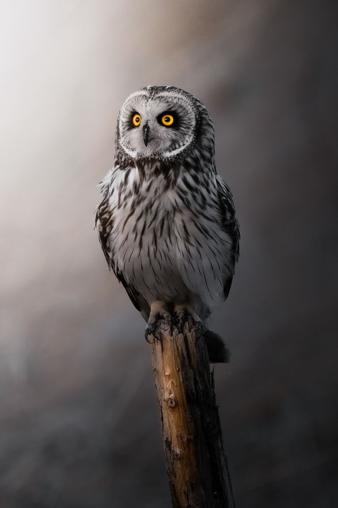 Standing majestically