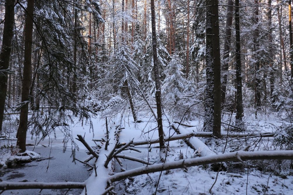 Photograph by Алексей Пилипушко