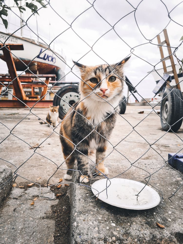 Photograph by Елена