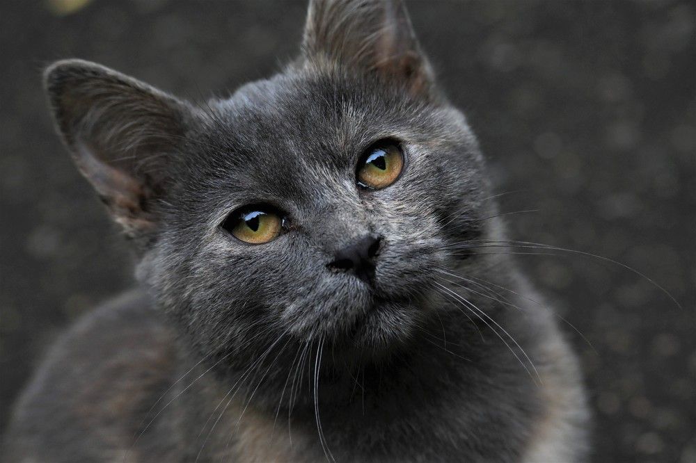 Фотография автора IRINA FILIPPOVA