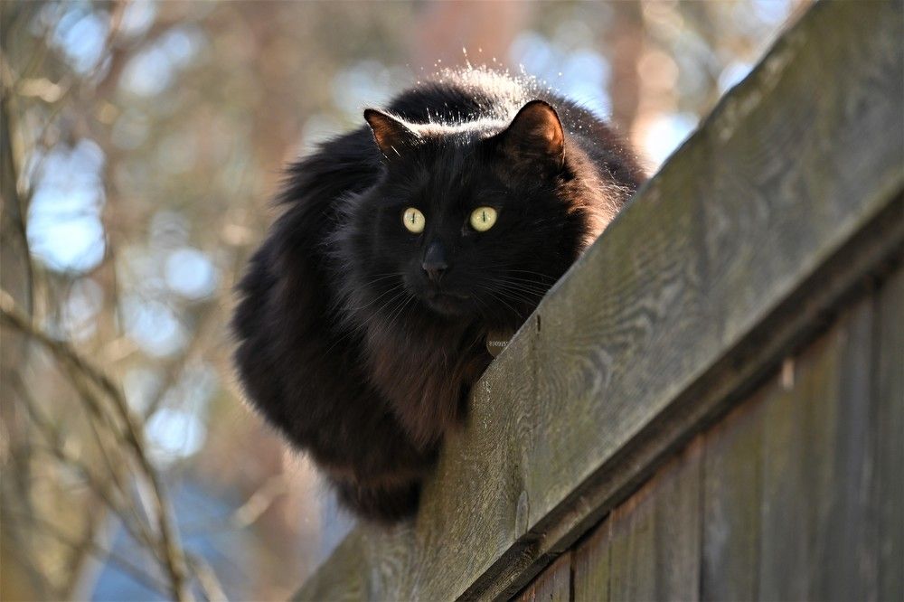 Фотография автора IRINA FILIPPOVA