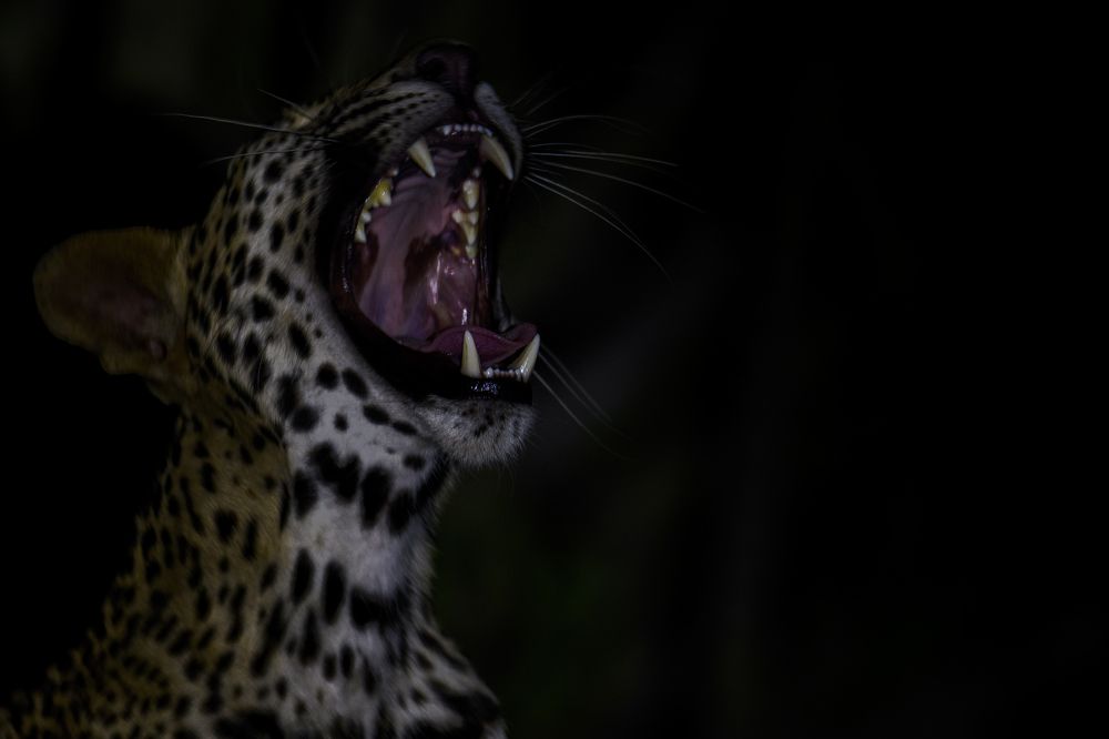 Photograph by Nabarun Majumdar