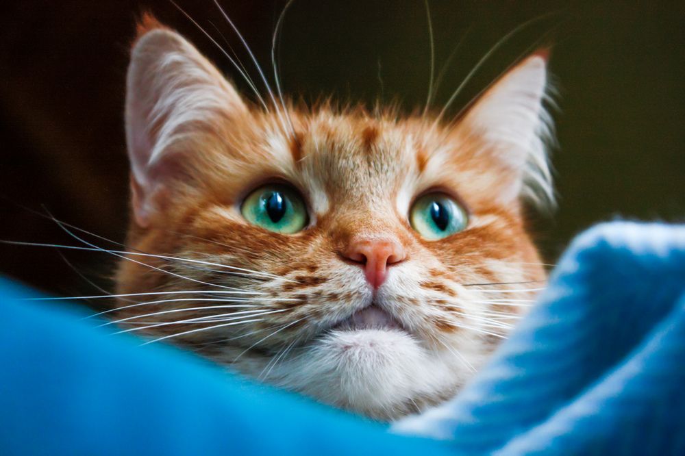 Photograph by Alena Rybakova