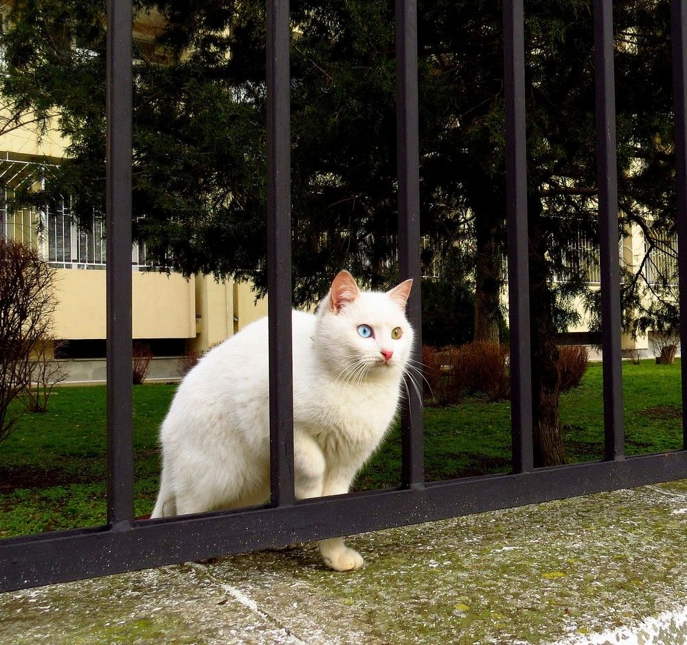 Блондинка с разными глазами