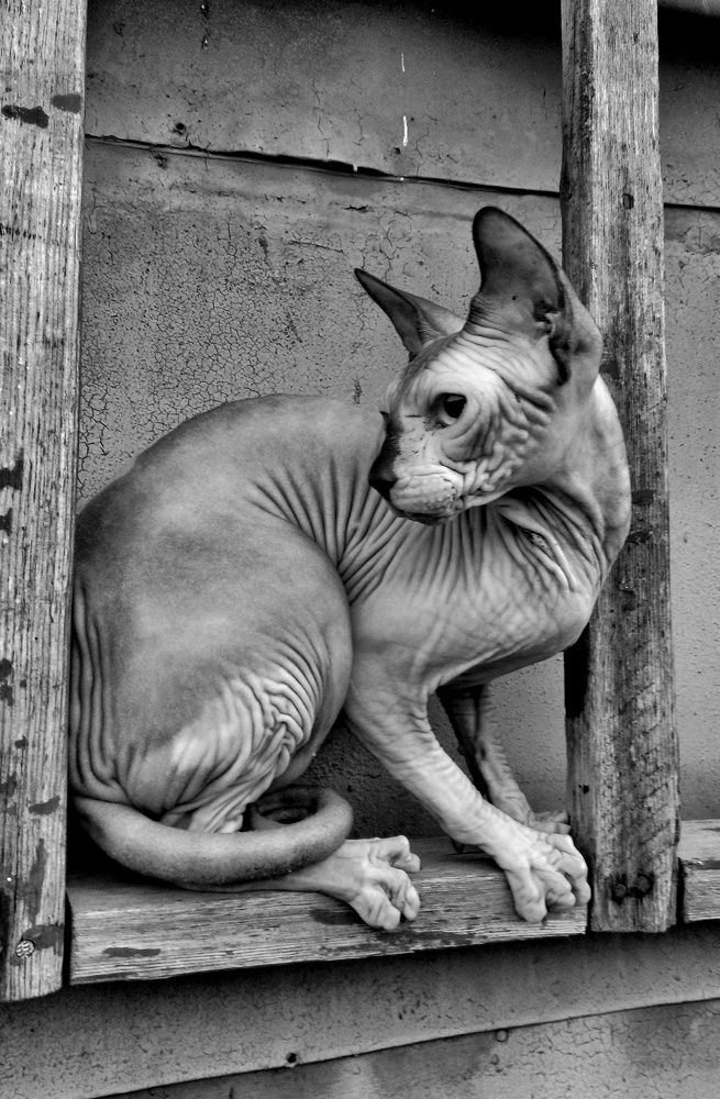 Грациозный сфинкс