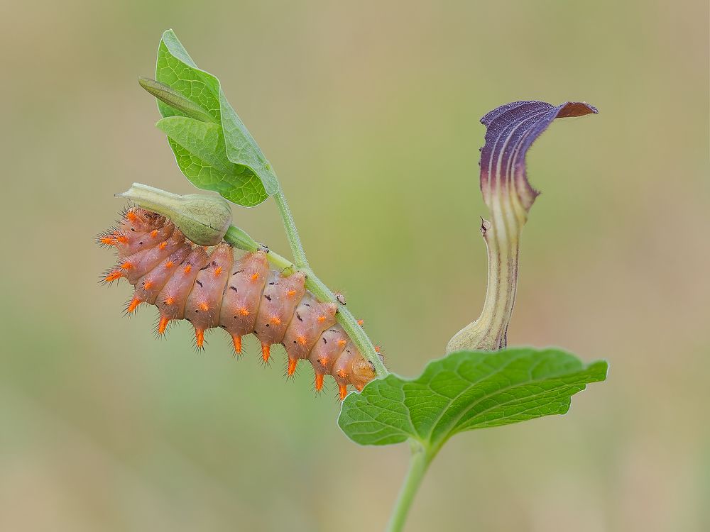 The magic of the microcosm, the caterpillars