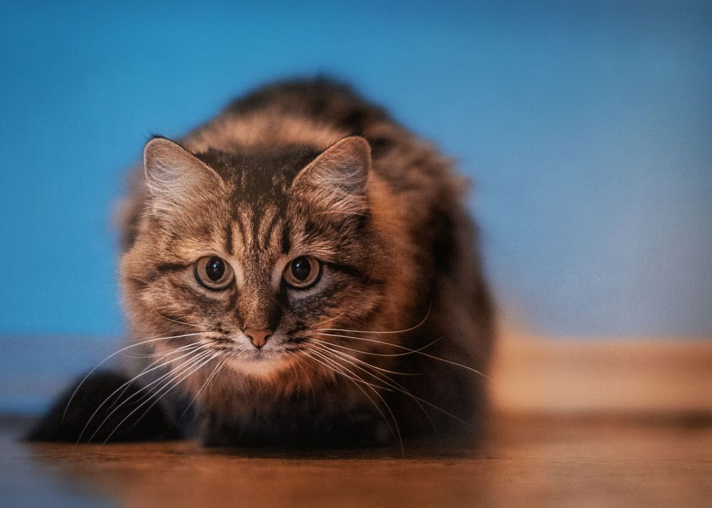 Photograph by Victor Stepanov