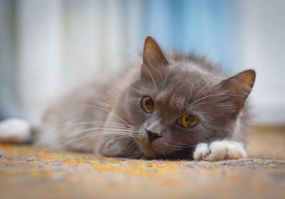 Котик отдыхает.