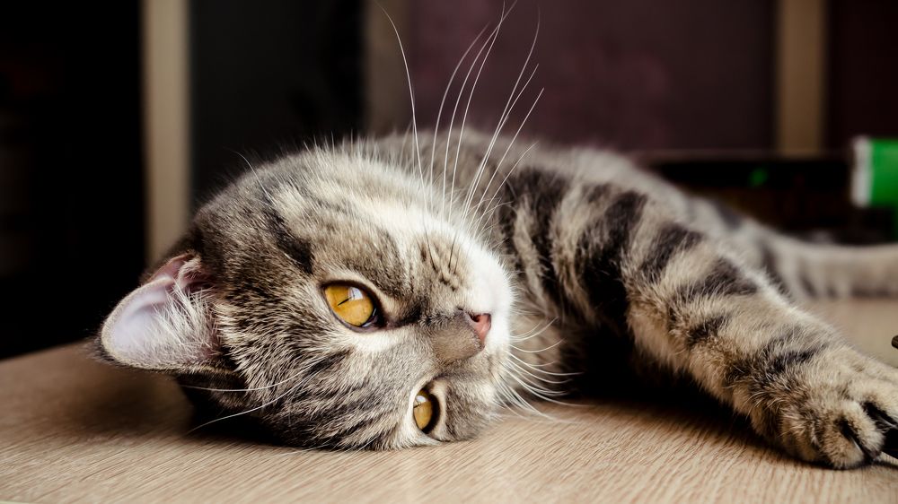 Photograph by Виталий Бжицких