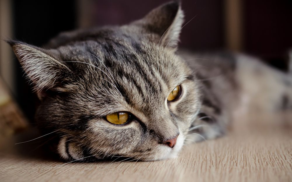 Photograph by Виталий Бжицких