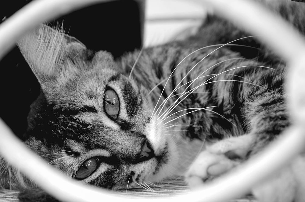 Photograph by Milton Sosa Mc Donald