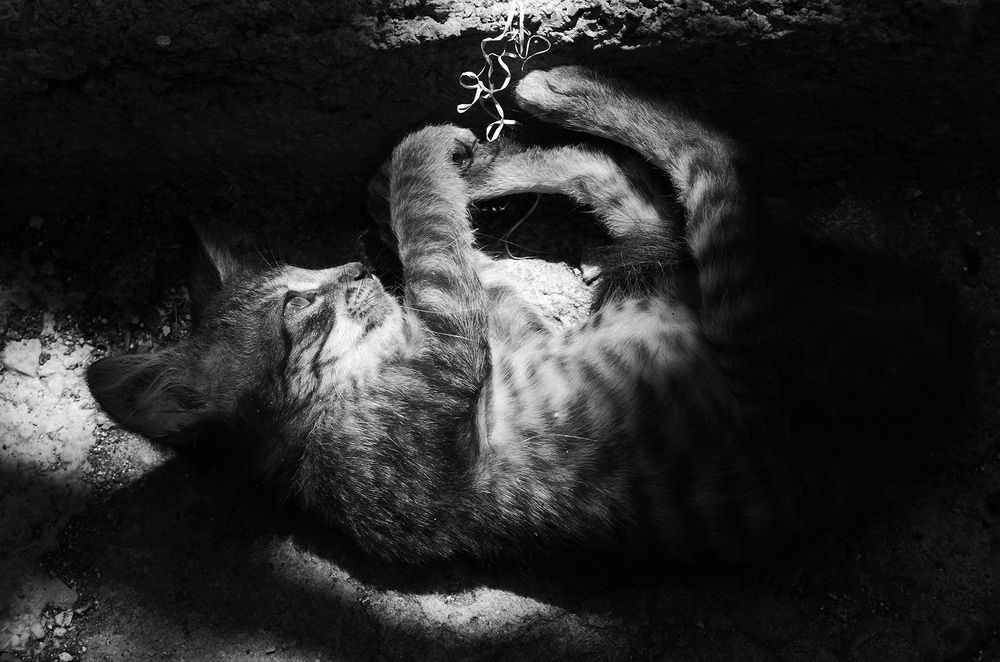 Photograph by Milton Sosa Mc Donald