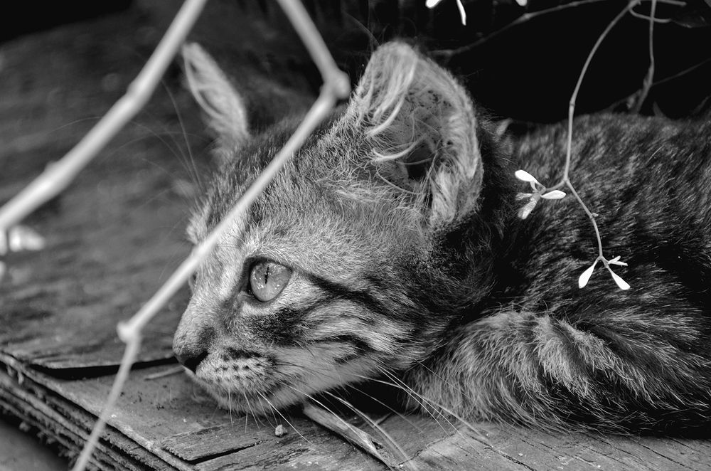 Photograph by Milton Sosa Mc Donald