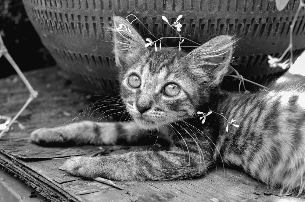 Photograph by Milton Sosa Mc Donald