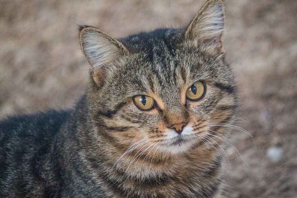 Photograph by Елена Шахова