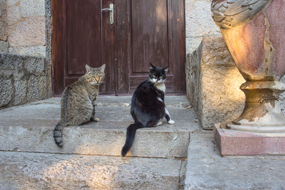 Библиотека открыта, читатели на пороге
