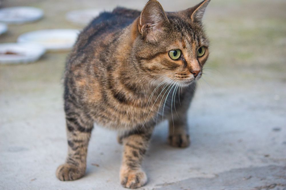 Photograph by Елена Шахова