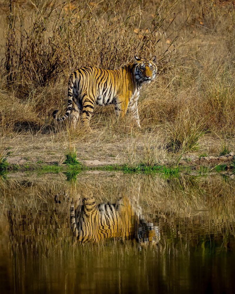 Photograph by Suvendu Bhattacharjee