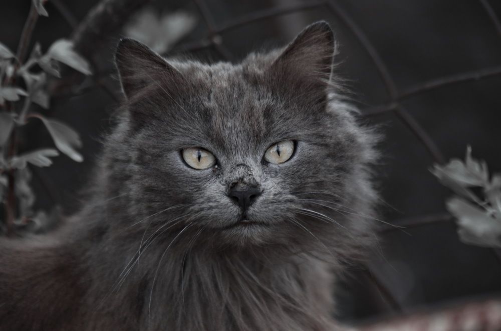 Photograph by Анатолий Святой