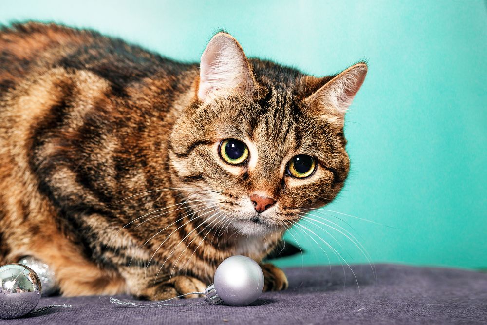 Photograph by Ангела Честнова