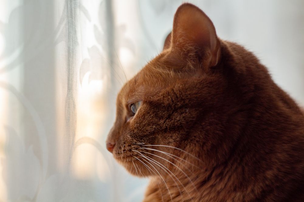 Фотография автора Евгения Снигирева