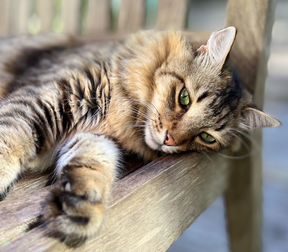 Photograph by Christine ECHEVET-ADAM de VILLIERS