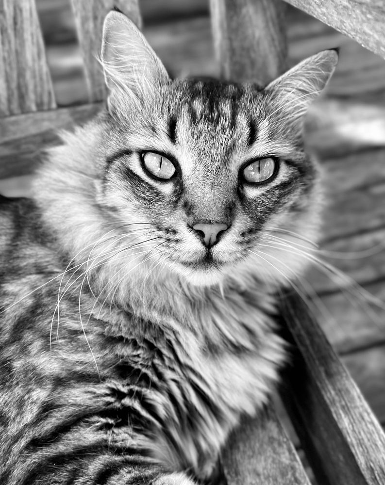 Photograph by Christine ECHEVET-ADAM de VILLIERS