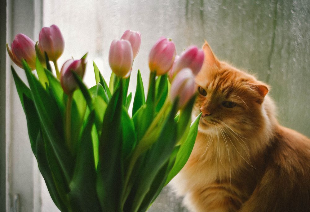 Фотография автора Анастасия Сироткина