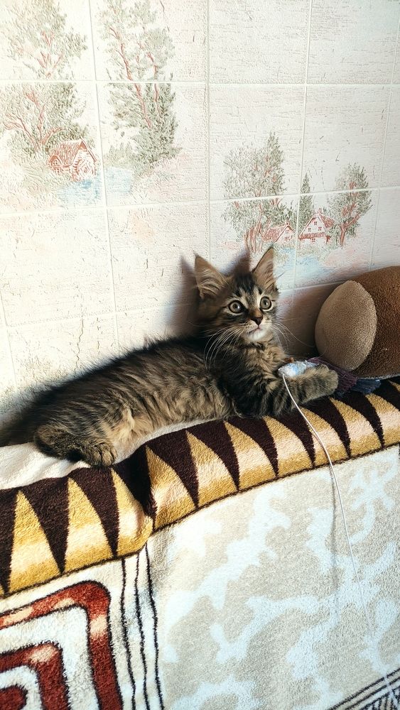 Фотография автора Васильева Ирина