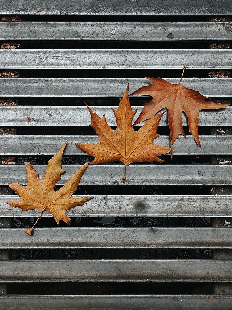 Photograph by Bahare