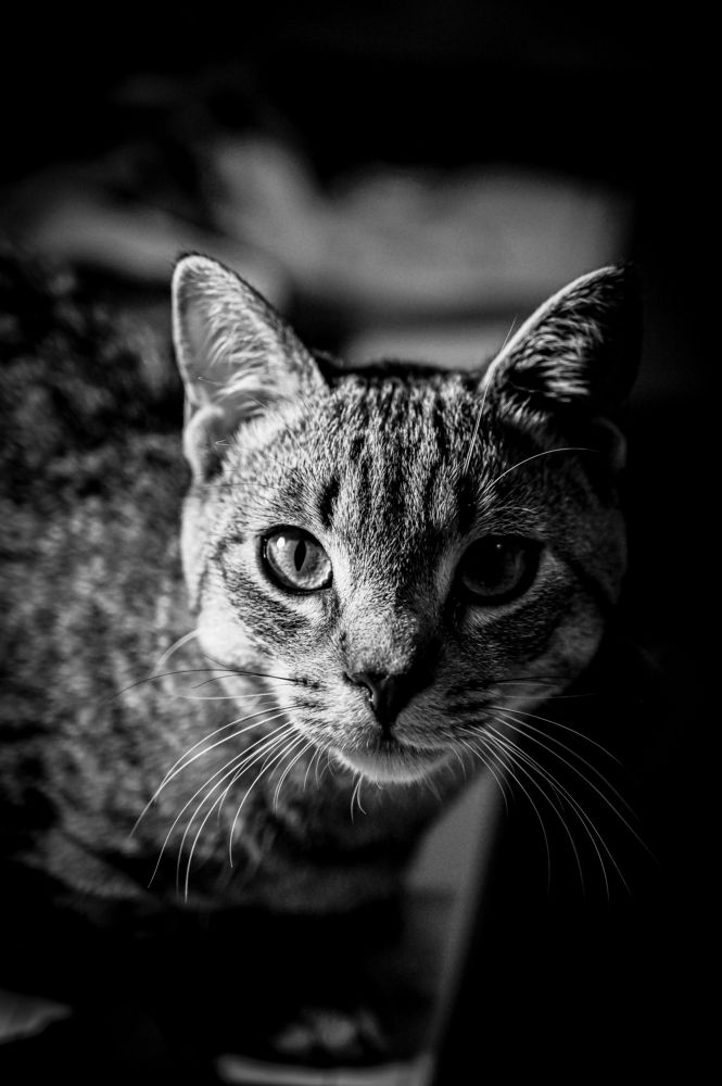 Фотография автора Anna Borisneva Labelle