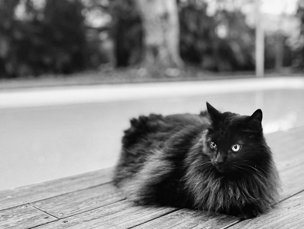 Photograph by Christine ECHEVET-ADAM de VILLIERS