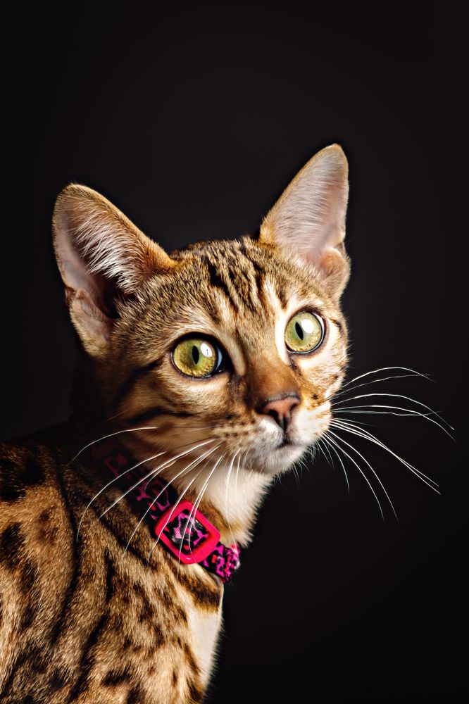 Photograph by Zdenka Janaskova