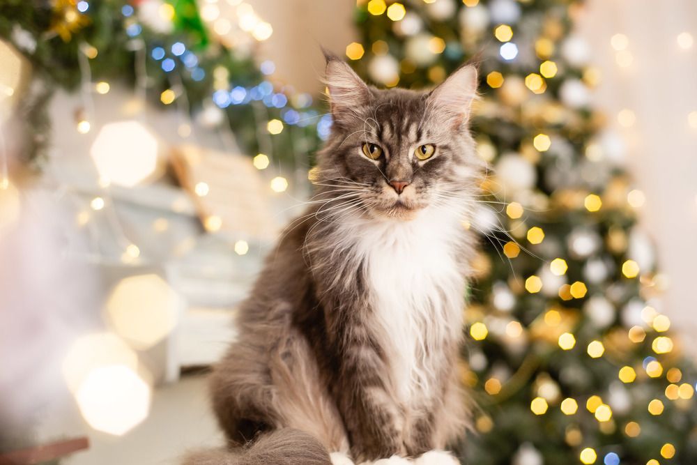 Photograph by Светлана Субботина