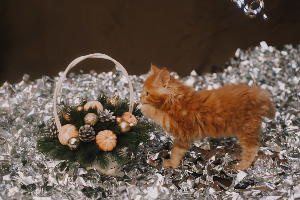 Photograph by Светлана Субботина