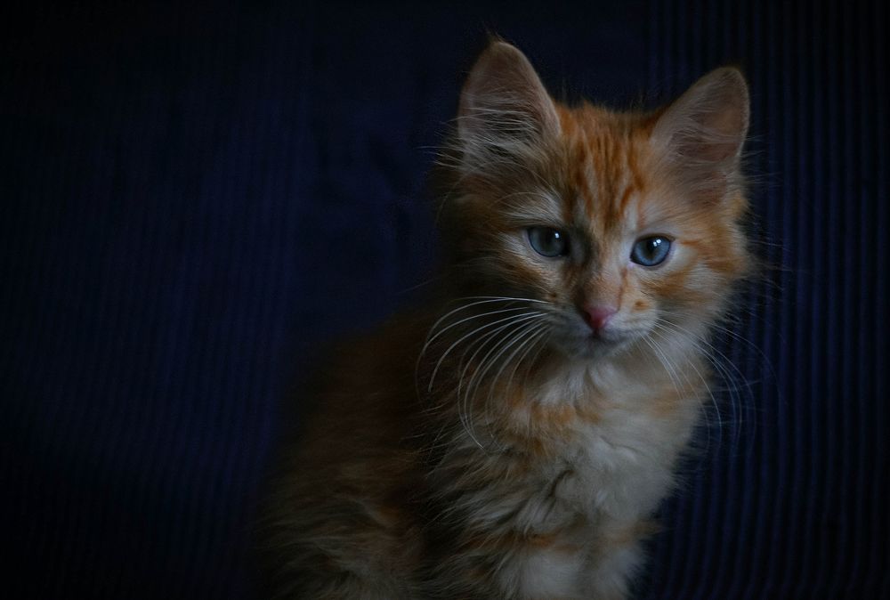 Фотография автора Анастасия Сироткина