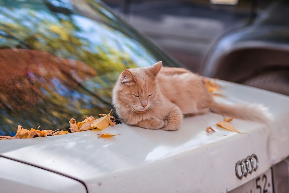 Автокотосигнализация