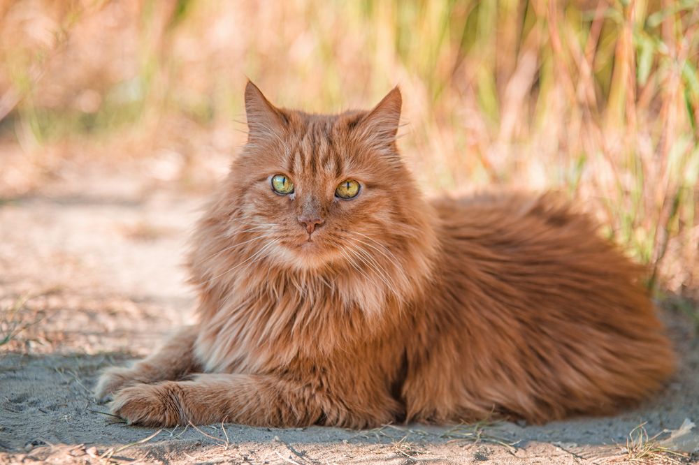 Солнечный кот