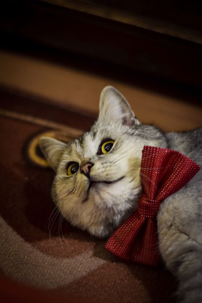 Photograph by Светлана Ковшова