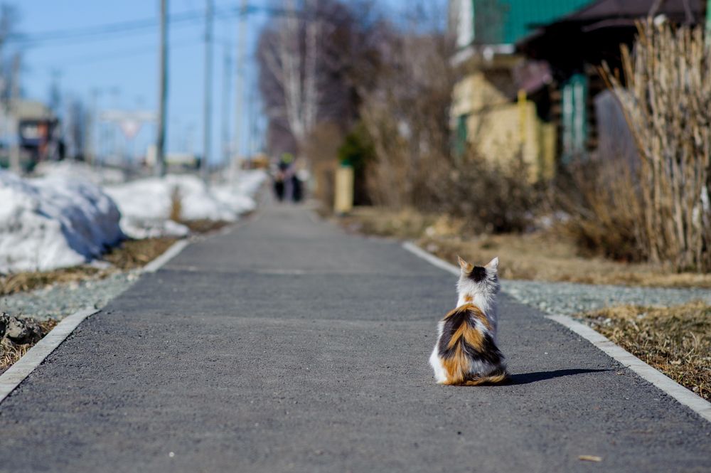 Фотография автора Дмитрий Мясников