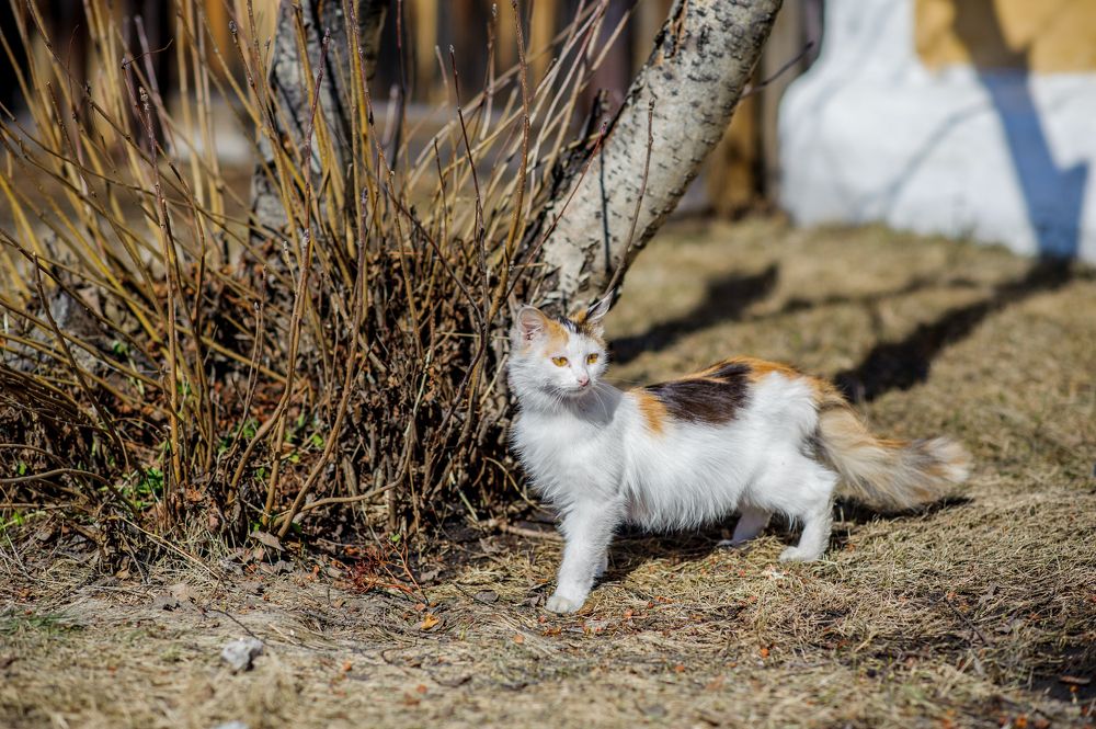 Фотография автора Дмитрий Мясников