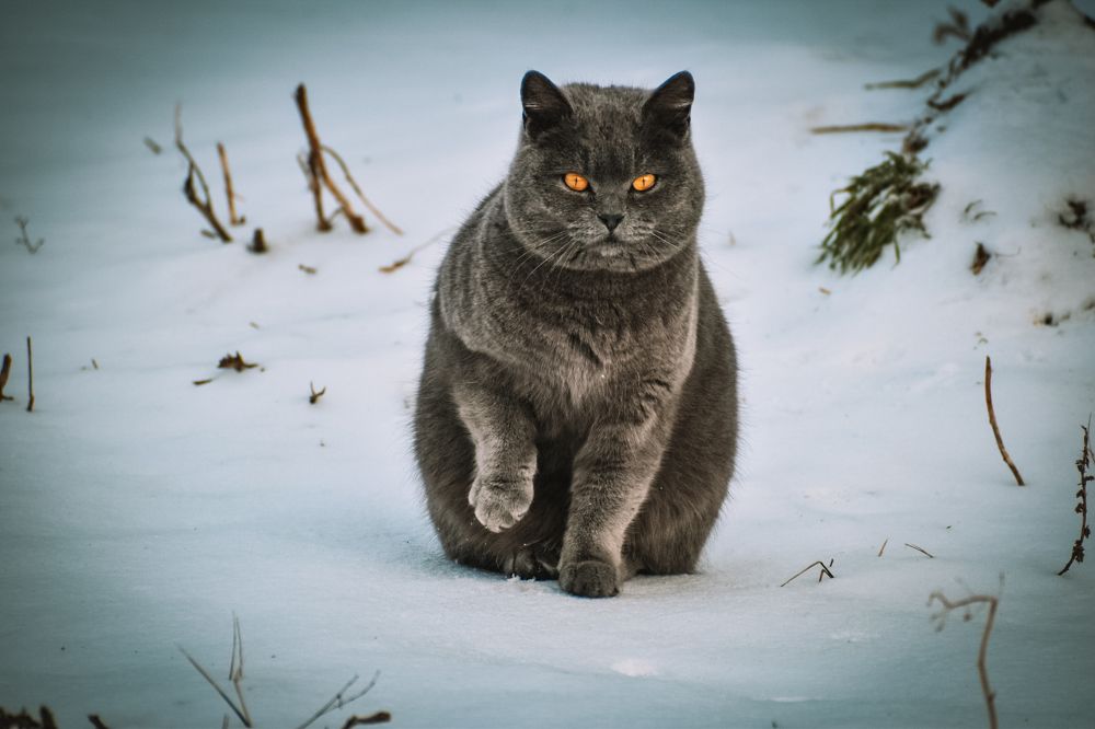 Photograph by Елена