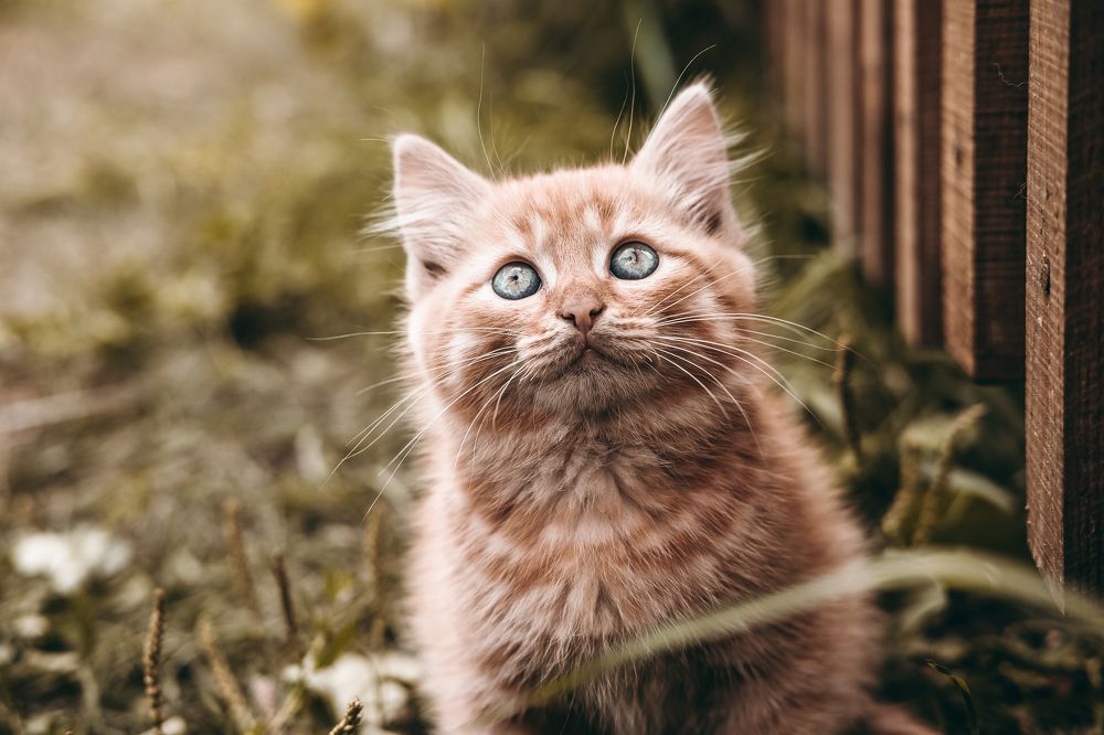 Photograph by Алексей Хасанов