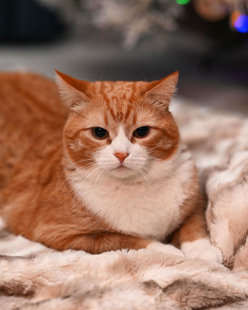 Фотография автора Alexey Morozov