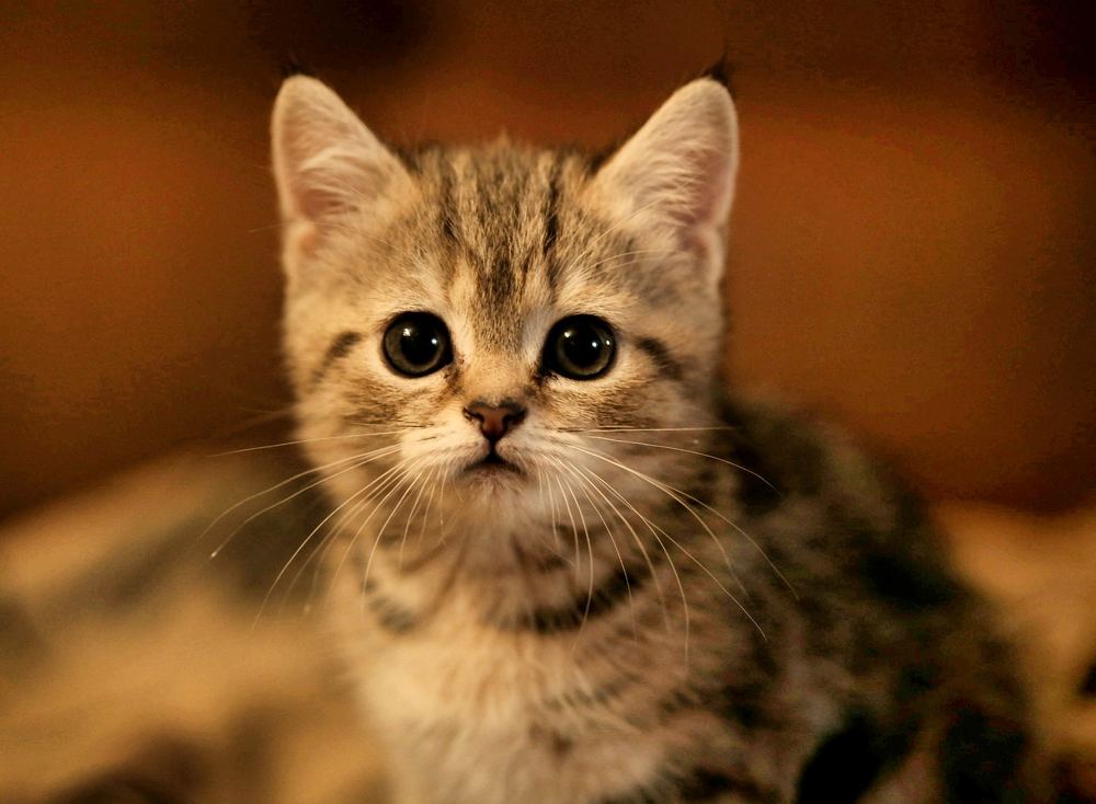 Фотография автора Alexey Morozov