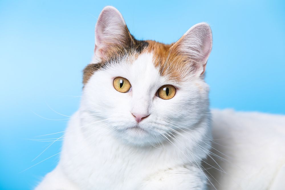 Photograph by Ледок Галина