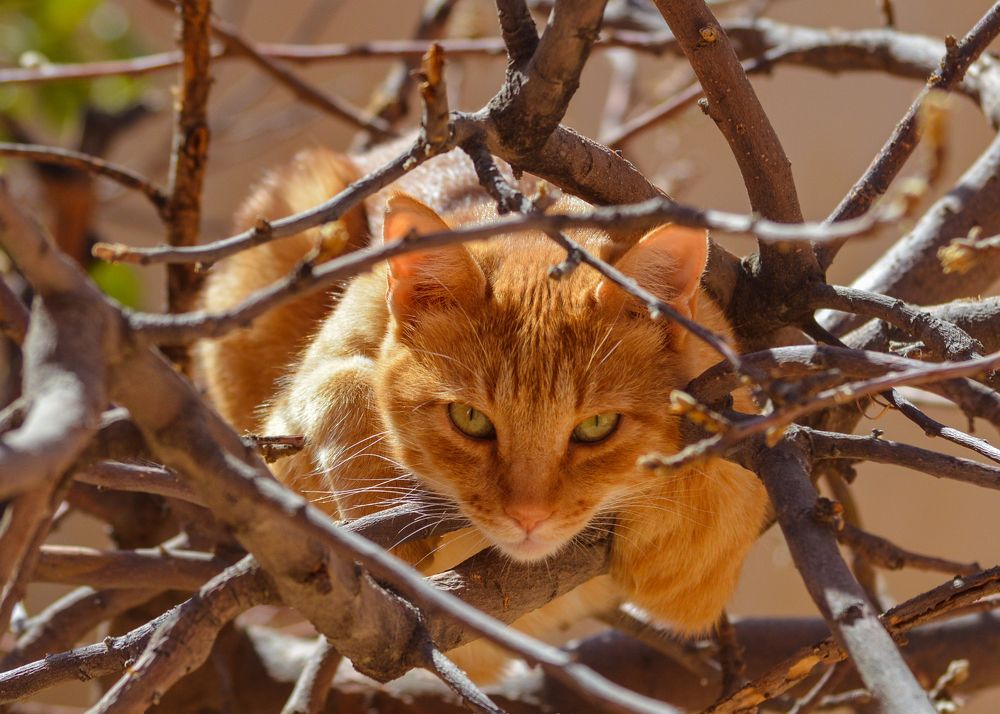 Photograph by Bachir Rabouh