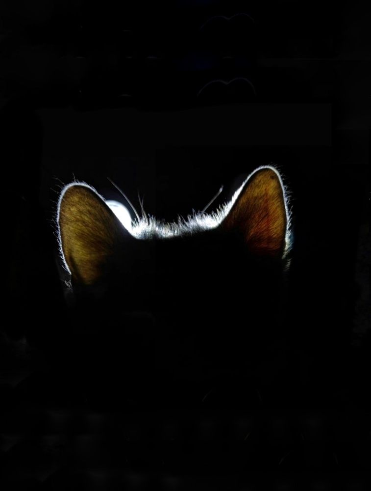 Фотография автора Марина Алексеевская