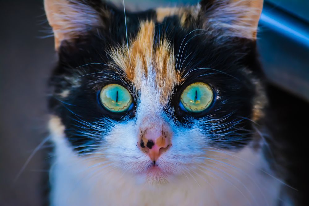 Photograph by Bachir Rabouh